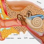 АНАТОМИЈА НА УВО
